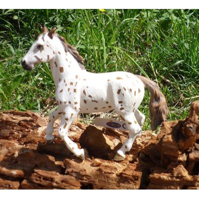 Appaloosa Stute braun-weiß PAPO | PAPO-51509