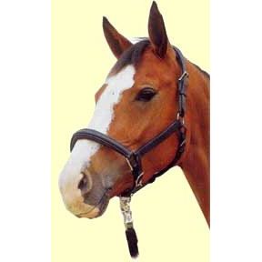 Lederhalfter Busse Horse | 600101-06