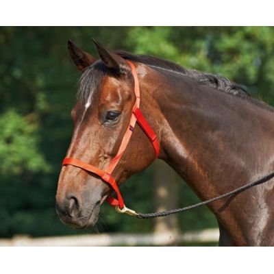 Rot, Warmblut - Halfter WEIDE Weidehalfter ohne Metall | 601205-06